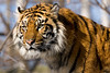 Wildlife : 