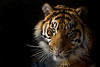 Wildlife : 