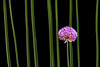 Flowers/Nature : 